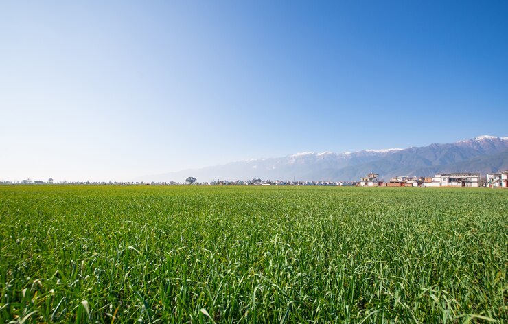 Free Photo green landscape in a farm