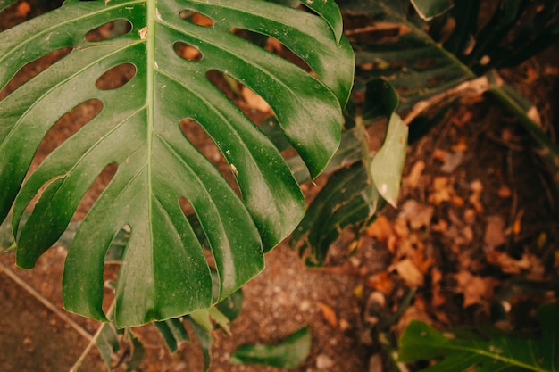 Green leaf in autumn landscape