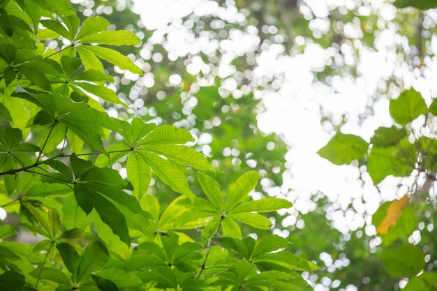 Зеленая предпосылка лист в лесе.