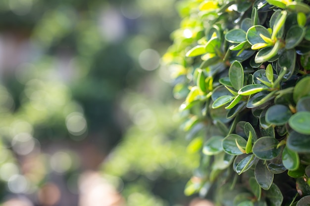 Green leaf background.