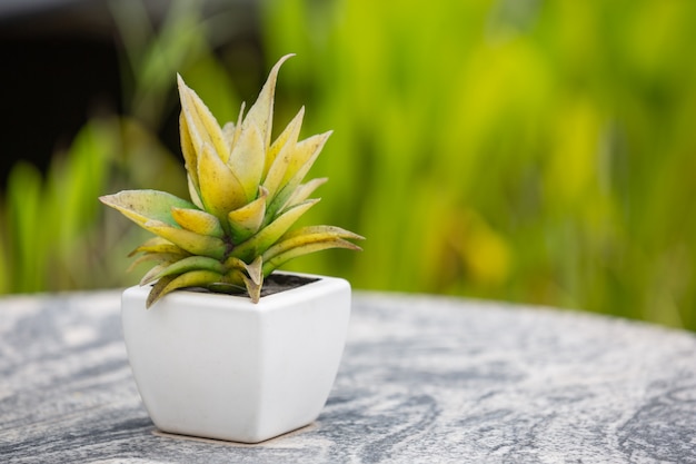 Free photo green leaf bokeh with beautiful soft sunlight