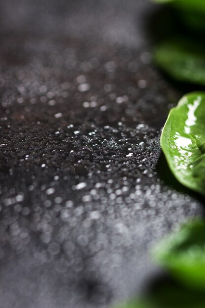 Green leaf close up on a dark table