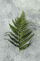 Free photo green leaf of fern on concrete background