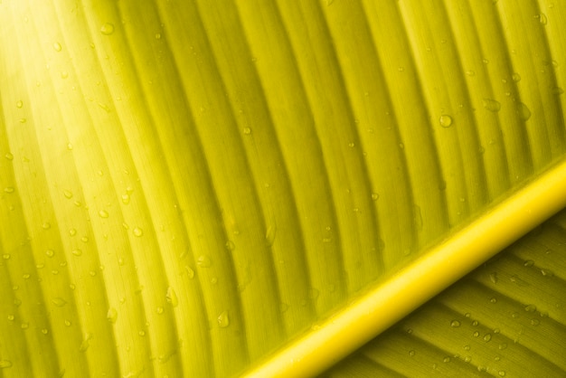 Green leaf of fresh banana fruit