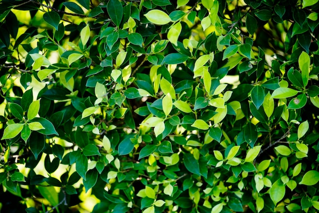녹색 잎 자연