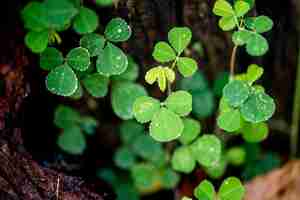 Free photo green leaf in nature