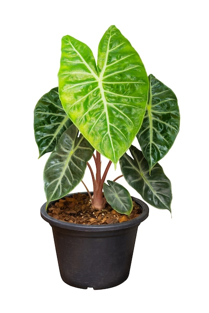 白い背景の上の緑の葉の観賞用観葉植物 本物の熱帯ジャングル観葉植物 プレミアム写真