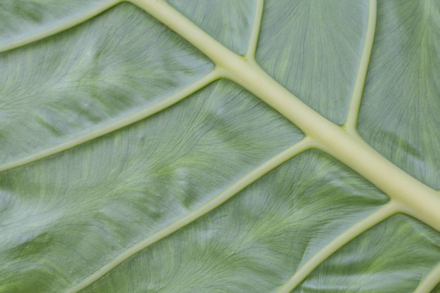 Free Photo green leaf pattern background and design.