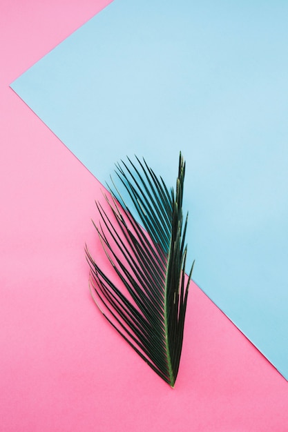 Green leaf on pink and blue