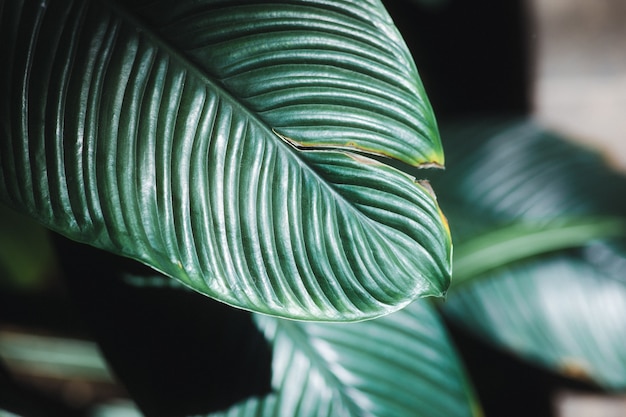 Green leaf plant in close up