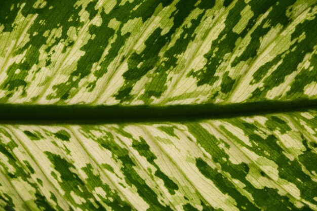 green Leaf texture