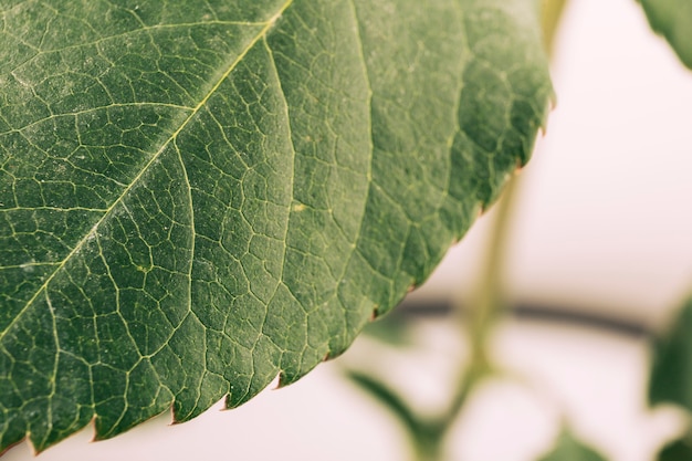 Green leaf texture