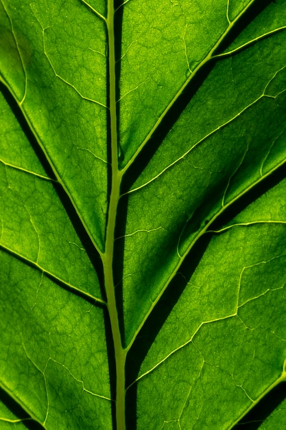 Бесплатное фото Текстура зеленого листа