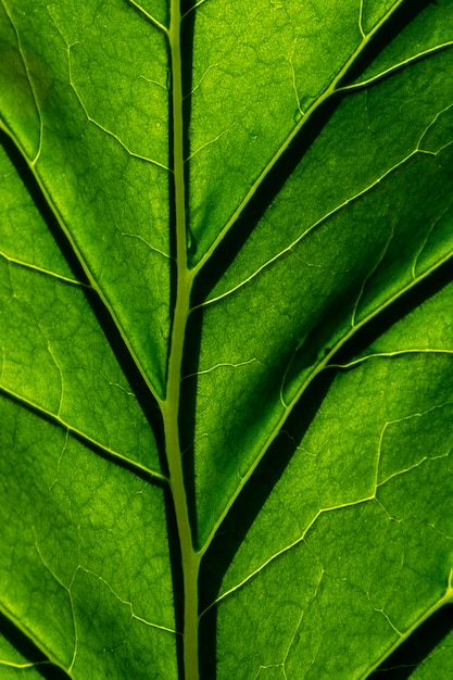 Green Leaf Texture