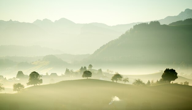 Green leaf trees on field during daytime with fog