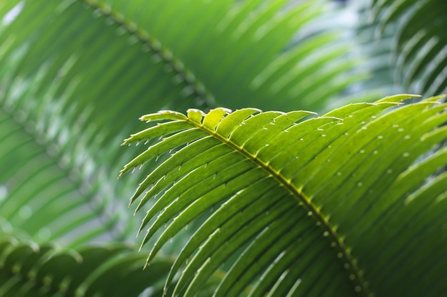 Free photo green leaf of a tropical plant