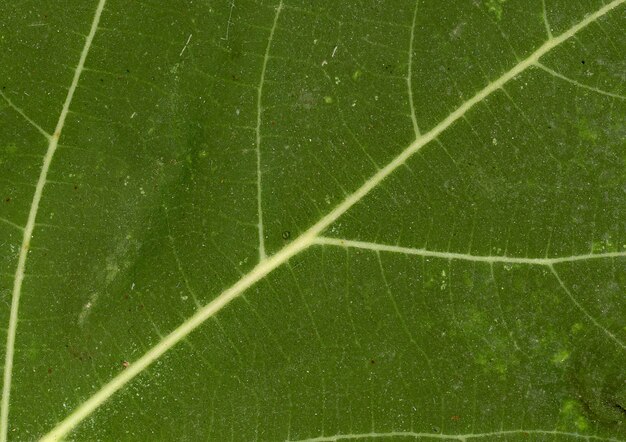 Green Leaf Vein