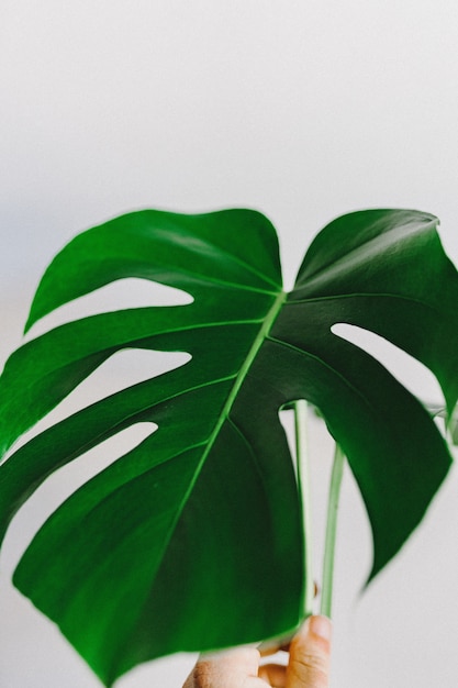 Free photo green leaf on a white background