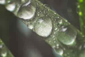 Free photo green leaf with droplets close-up