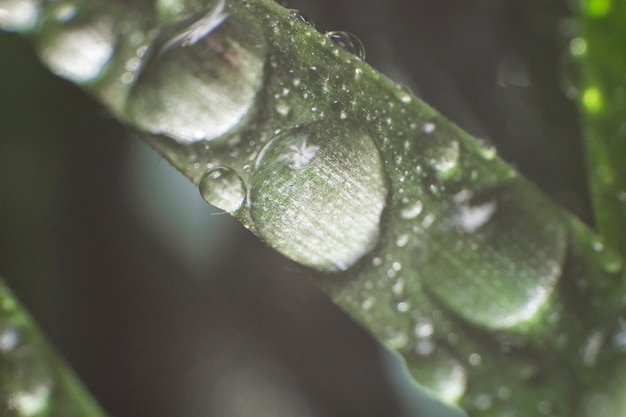 Green leaf with droplets close-up