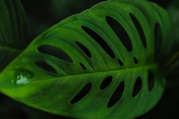 Free photo green leaf with holes