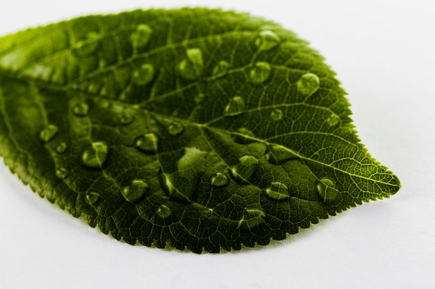 Green leaf with water drops