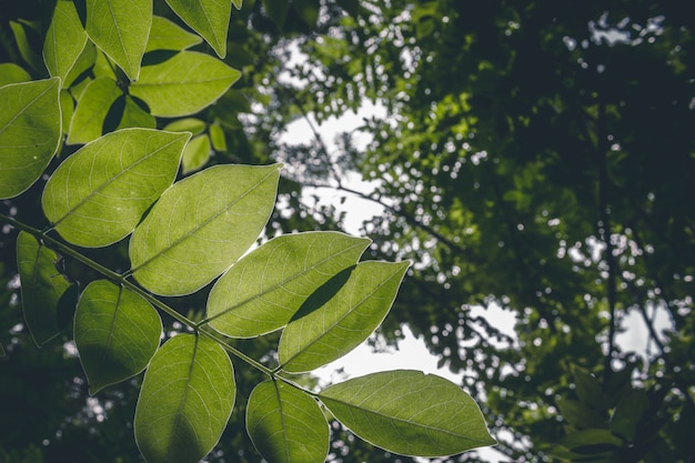 Foto gratuita foglia verde