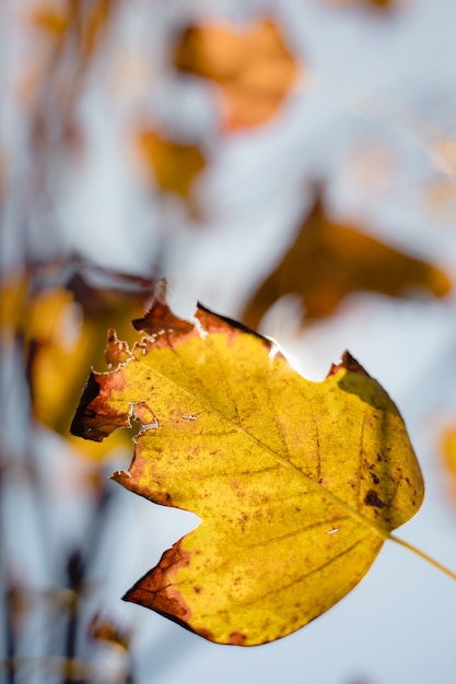 Foto gratuita foglia verde