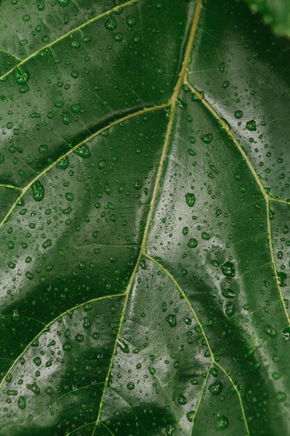 Green-leafe plant