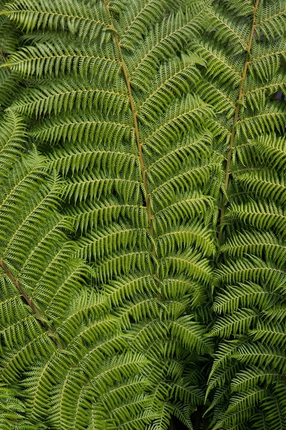 緑の葉の植物