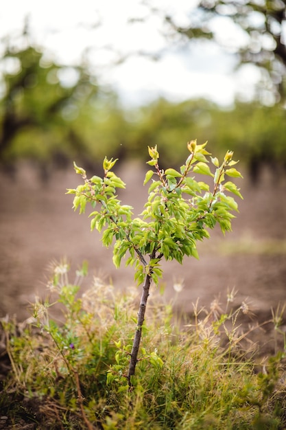 Free photo green-leafed plant