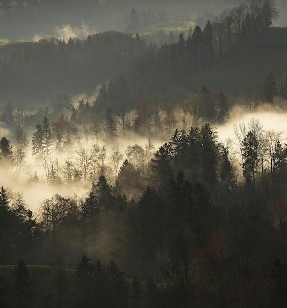 Foto gratuita lotto di alberi dalle foglie verdi