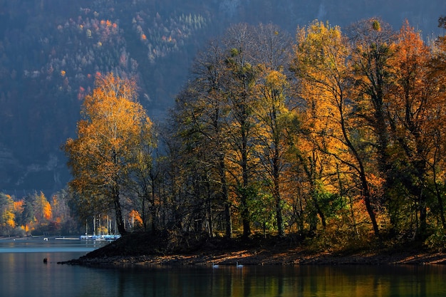 Free photo green-leafed trees near body of water