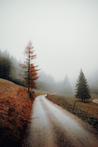 Green-leafed trees