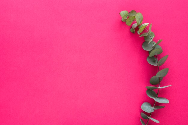 Green leafs twig on pink background
