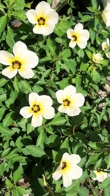 Foto gratuita foglie verdi con sfondo di fiori