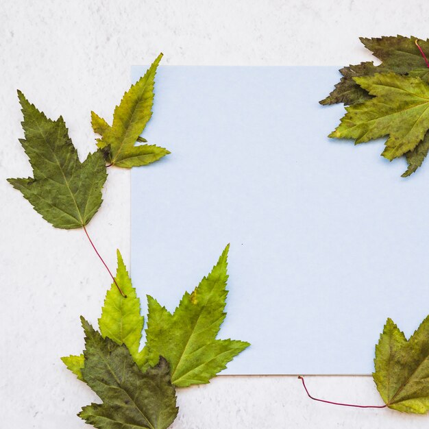 Green leaves around blue sheet of paper