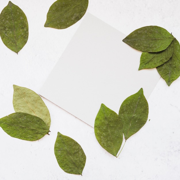 Green leaves around white page 