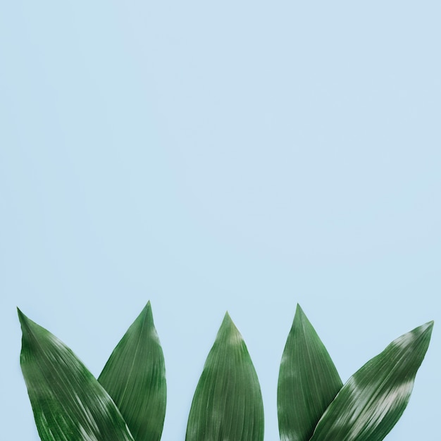 Free photo green leaves arranged on blue background