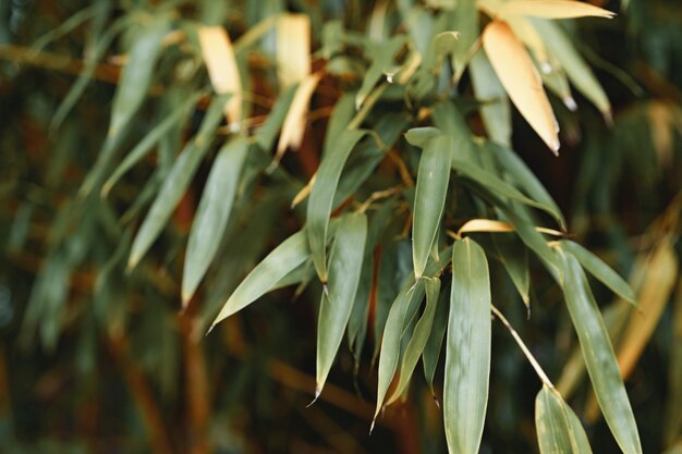 Green leaves for background leaf texture background