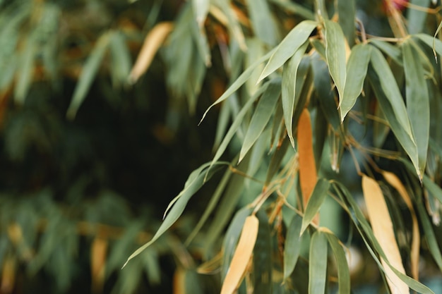 Green leaves for background leaf texture background