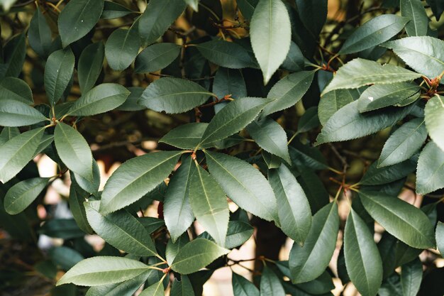 Green leaves for background leaf texture background