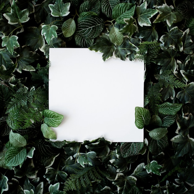 Free photo green leaves background with white paper frame