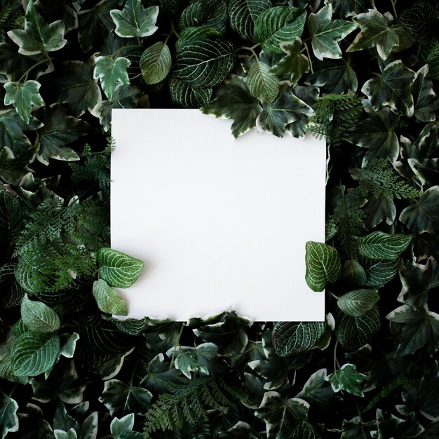 Green leaves background with white paper frame