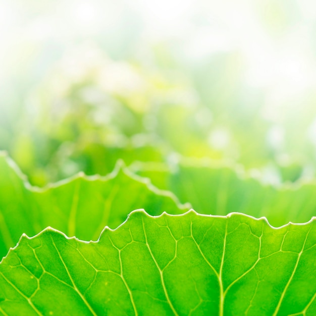 Free Photo green leaves background