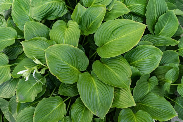 Green leaves background