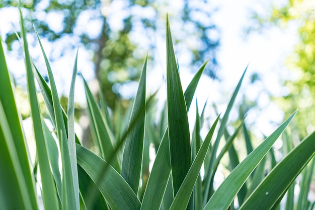 Green leaves background