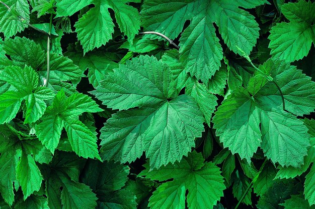 Green leaves background