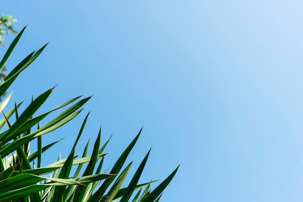 Green leaves and blue sky