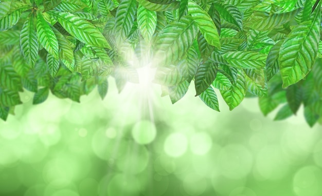 Green leaves bokeh background 